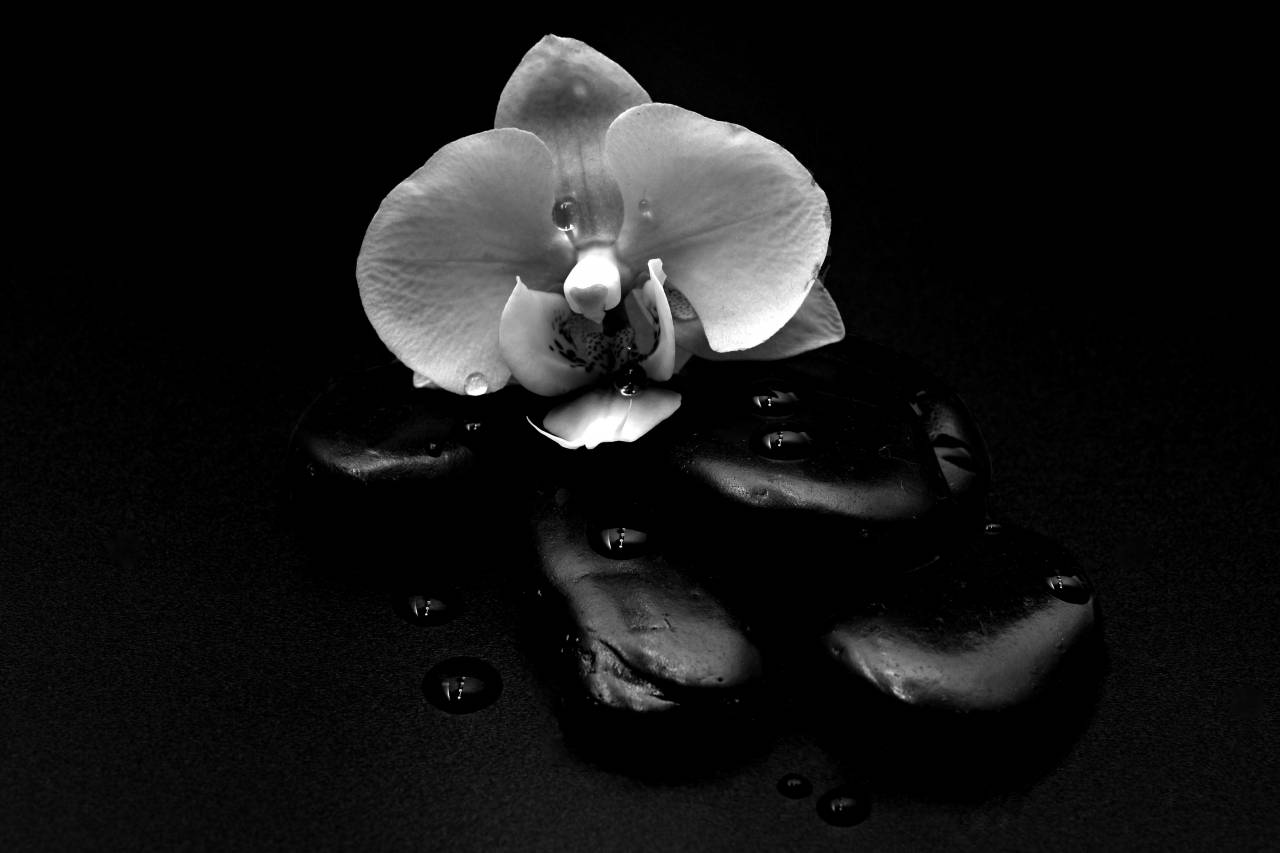   plant  petal  relax  balance  black  close  — free black and white photo