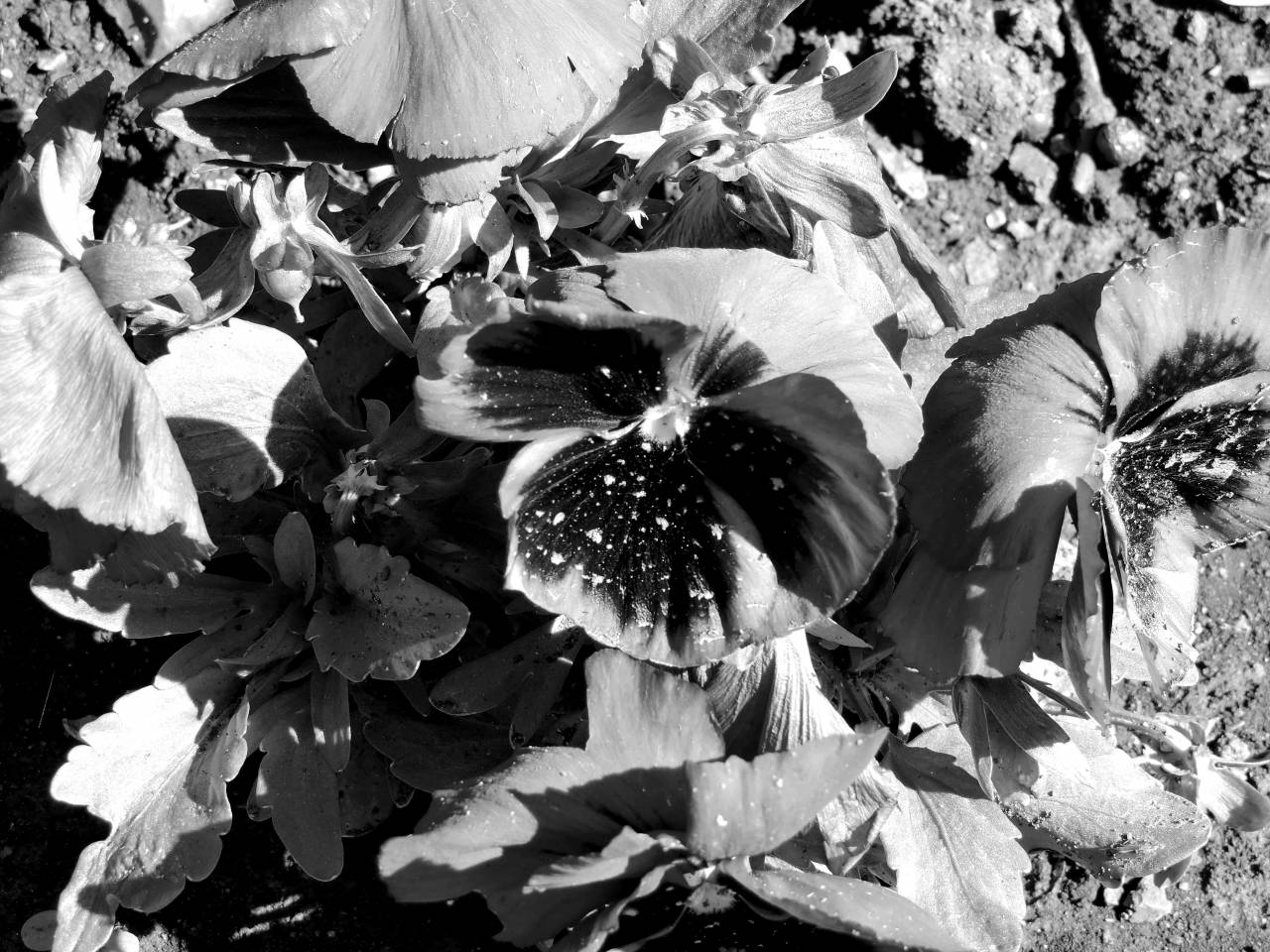purple flowers petunia plant viola flower herb leaf garden nature  — free black and white photo