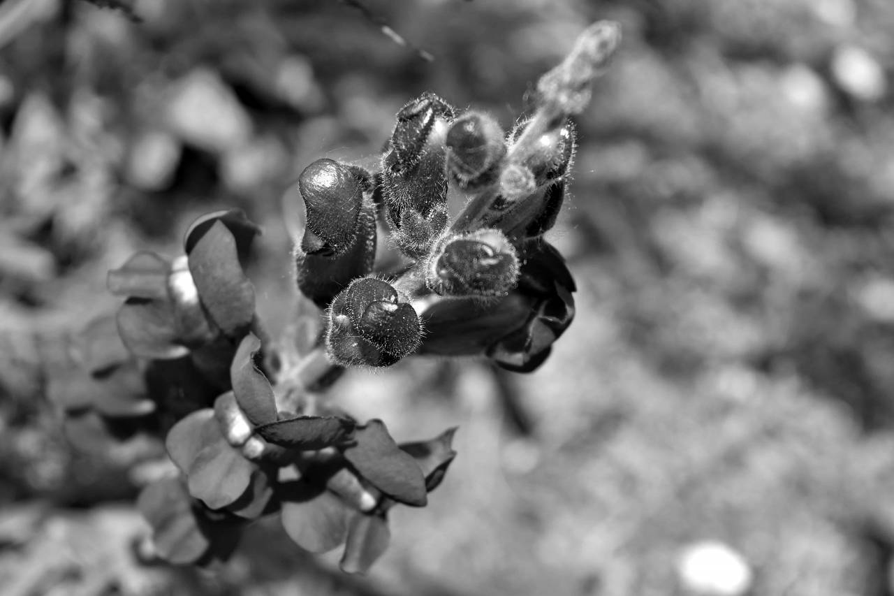 purple shrub flower plant wildflower blossom flora leaf nature garden  flowers — free black and white photo