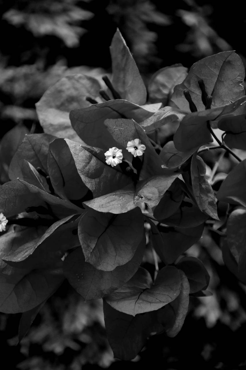 reddish flower flowers leaves branches garden plant petal shrub  — free black and white photo