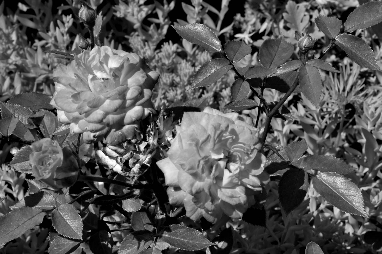 rose flower shrub bright leaf plant nature botanic flora bloom green pinkish leaves  garden horticulture gardening bud roses — free black and white photo