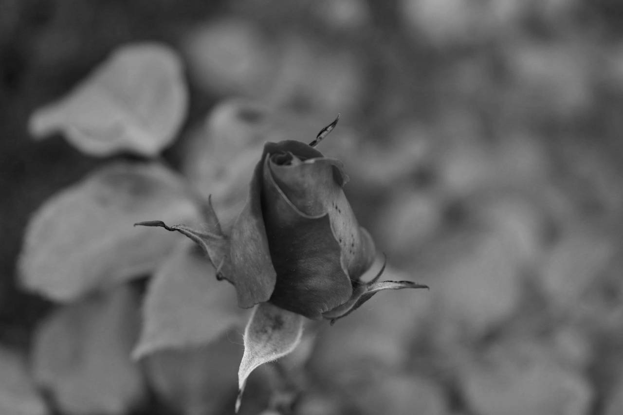 rose pollen roses spring flower plant bud garden pinkish shrub flowers  plants — free black and white photo