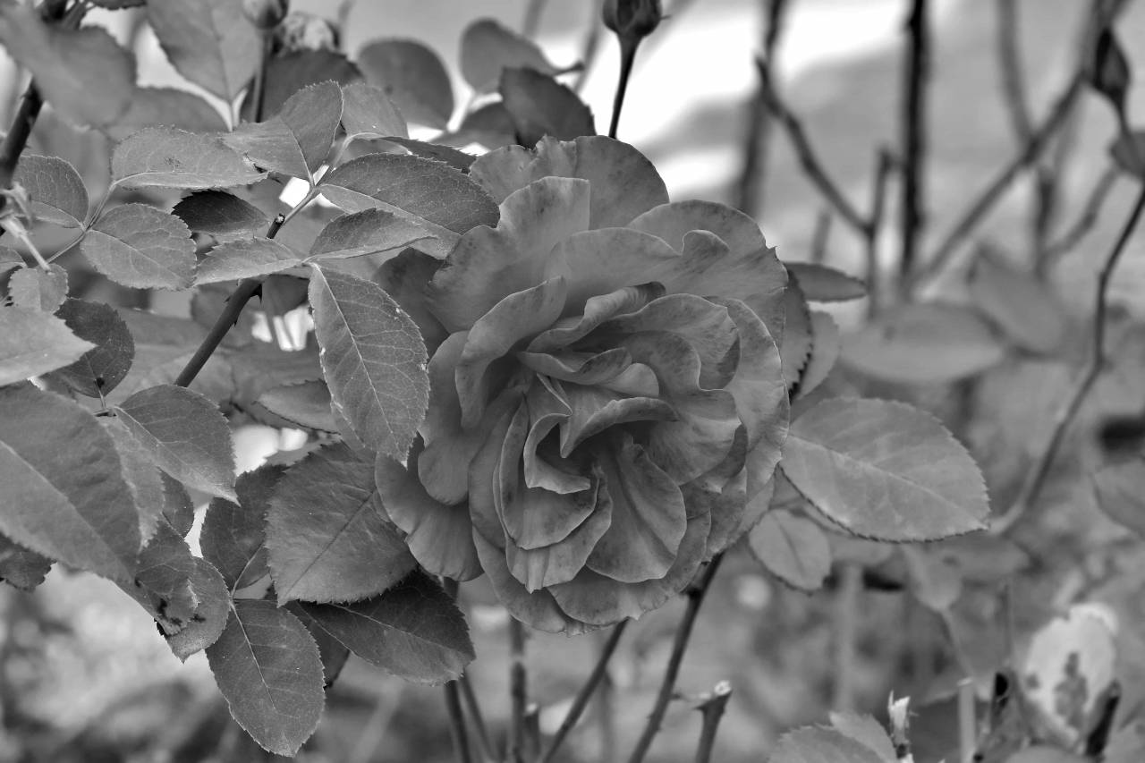 roses garden rose shrub reddish leaves plant flower leaf nature  — free black and white photo