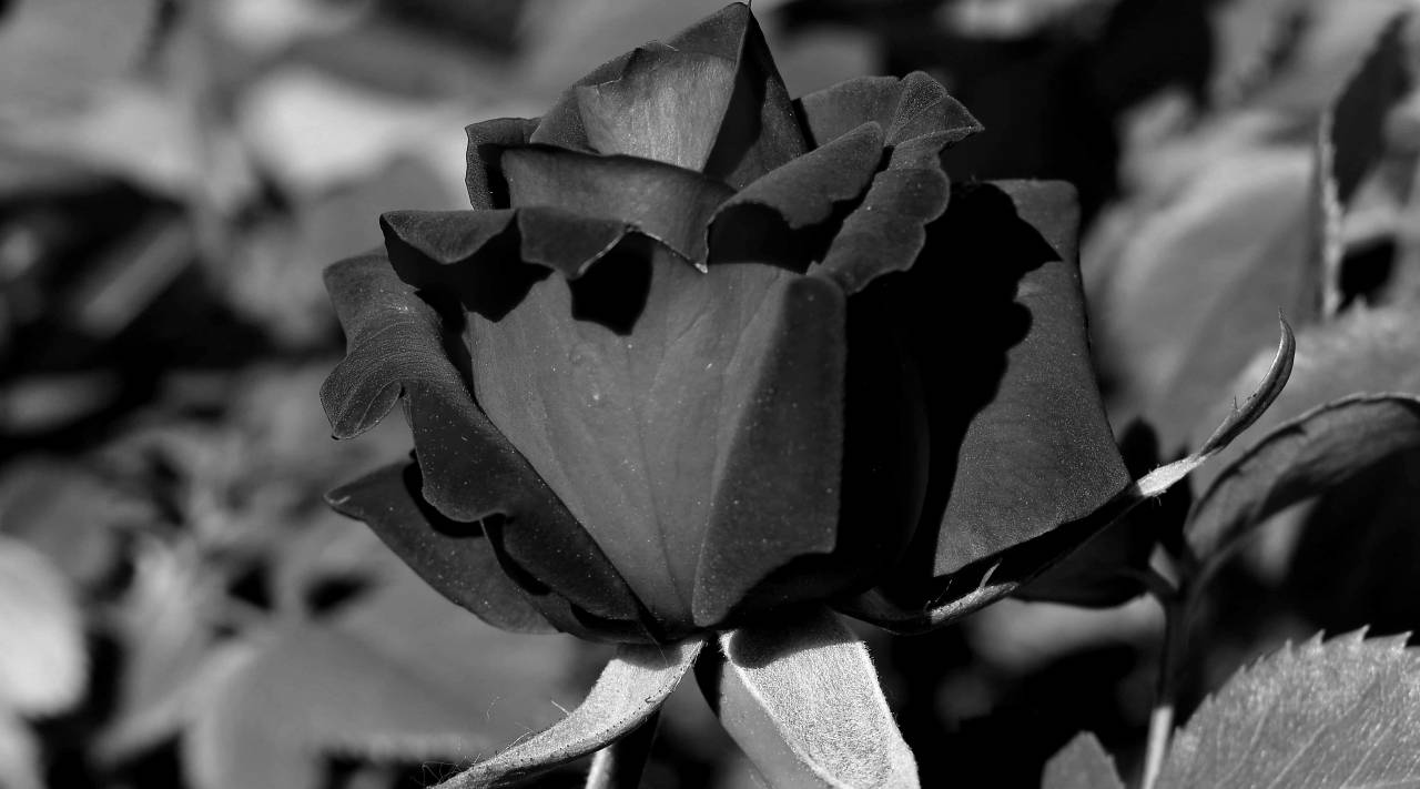 shrub rose reddish blossom roses flower garden bud petal plant nature — free black and white photo