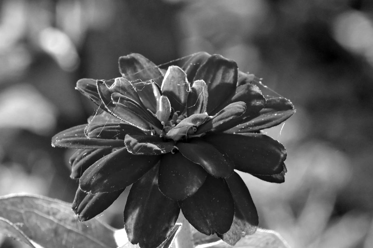 spider flower garden web dahlia bud plant pink nature summer  plants — free black and white photo