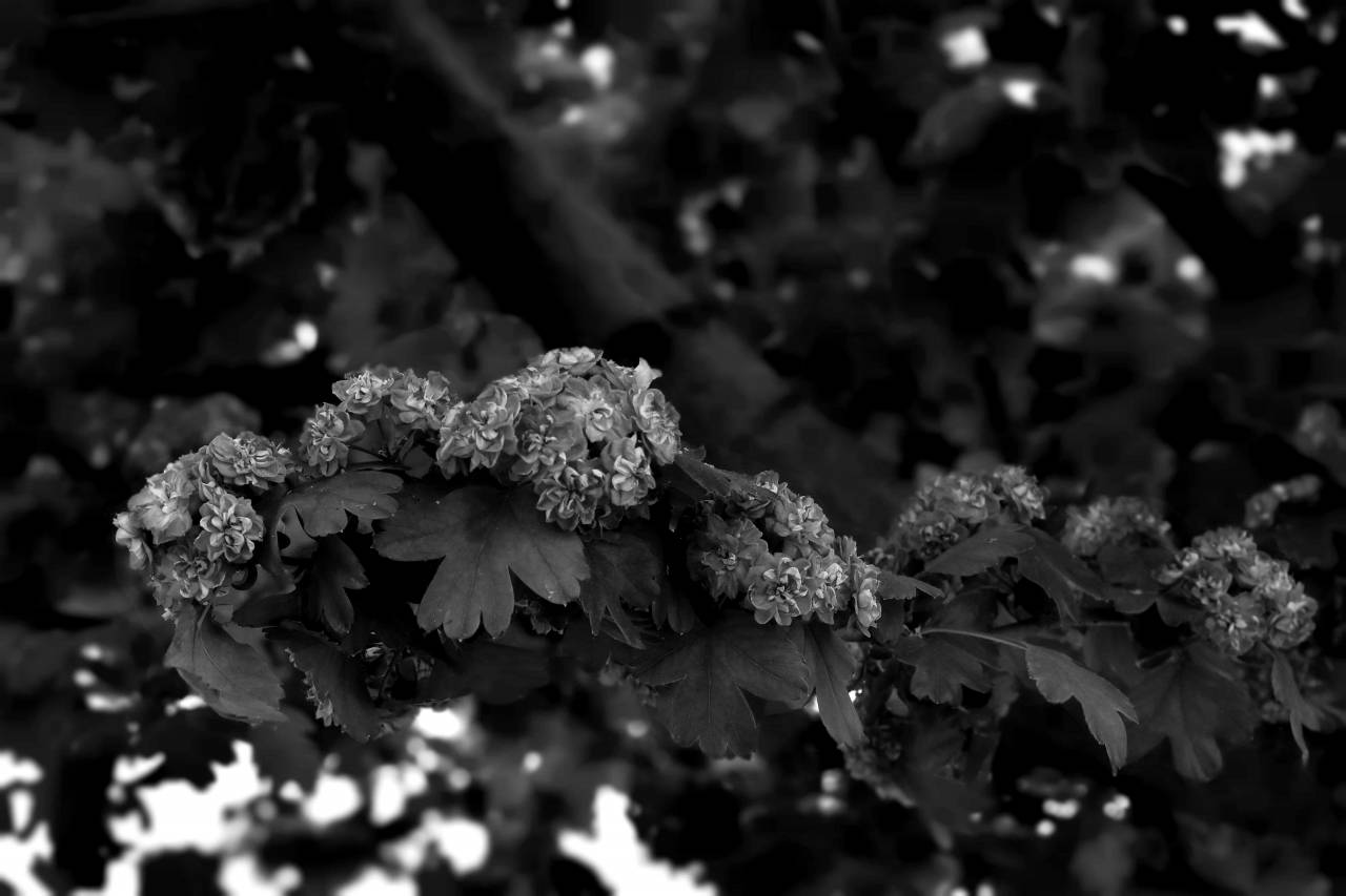 spring flower branches flowers bud tree plant leaf pinkish herb flora kb — free black and white photo