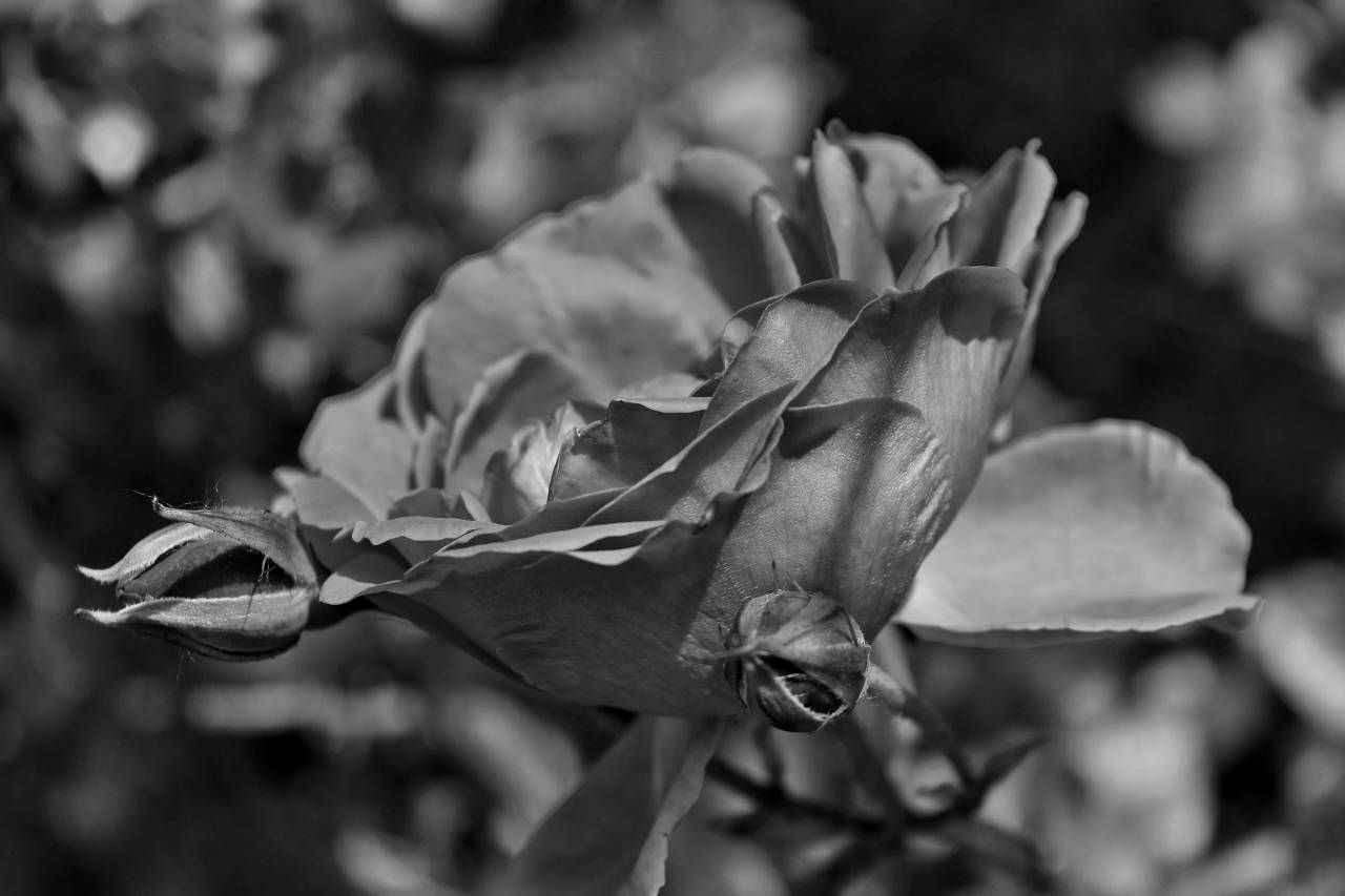 spring flower rose bud garden nature plant flora shrub — free black and white photo