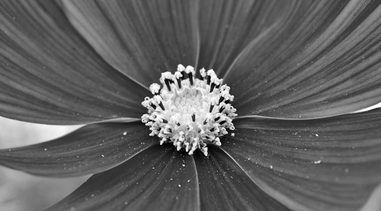 summer flower daisy bright plant flora nature petal flowers petals season  — free black and white photo