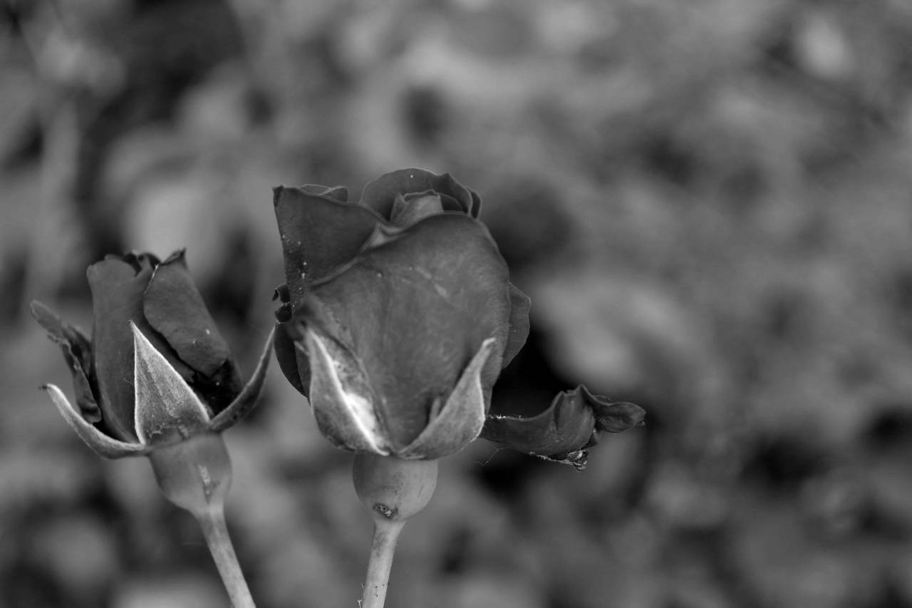 summer horticulture flower leaf rose leaves green flora nature garden — free black and white photo