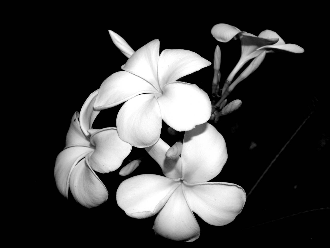   tree  nature  blossom  white  flower  petal  — free black and white photo