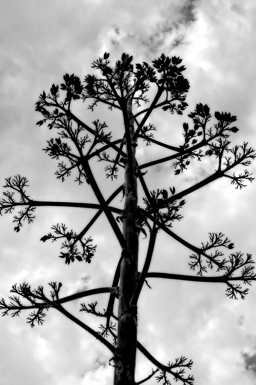   tree  nature  branch  cloud  black and white  — free black and white photo