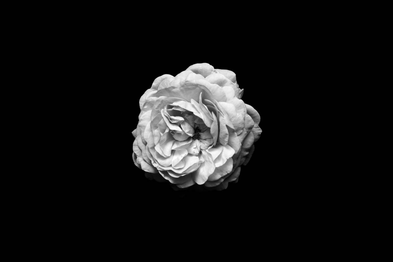   white  flower  petal  rose  blue  minimalism  — free black and white photo