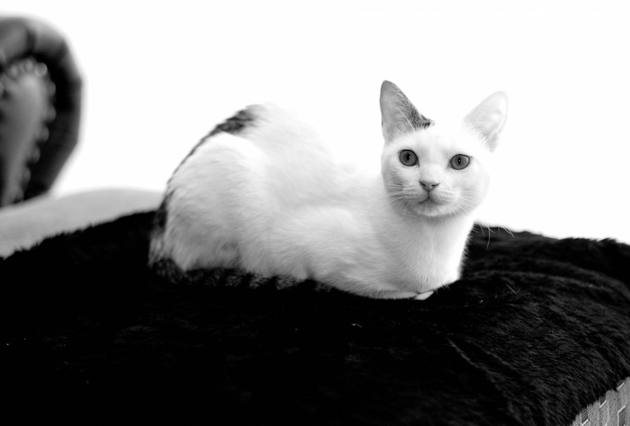   animal  cute  pet  portrait  kitten  feline  — free black and white photo