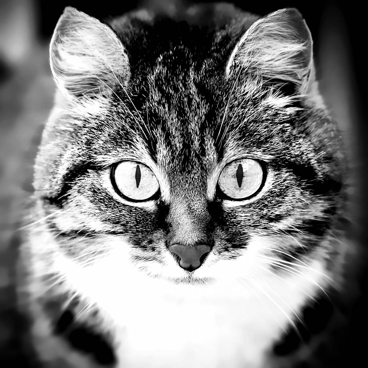   animal  pet  portrait  close up  nose  — free black and white photo