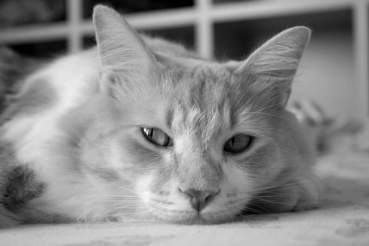   animal  pet  portrait  kitten  close up  — free black and white photo