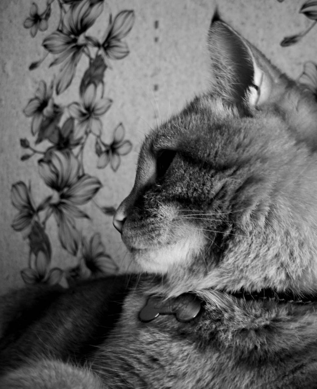   animal  pet  portrait  kitten  feline  fauna  — free black and white photo
