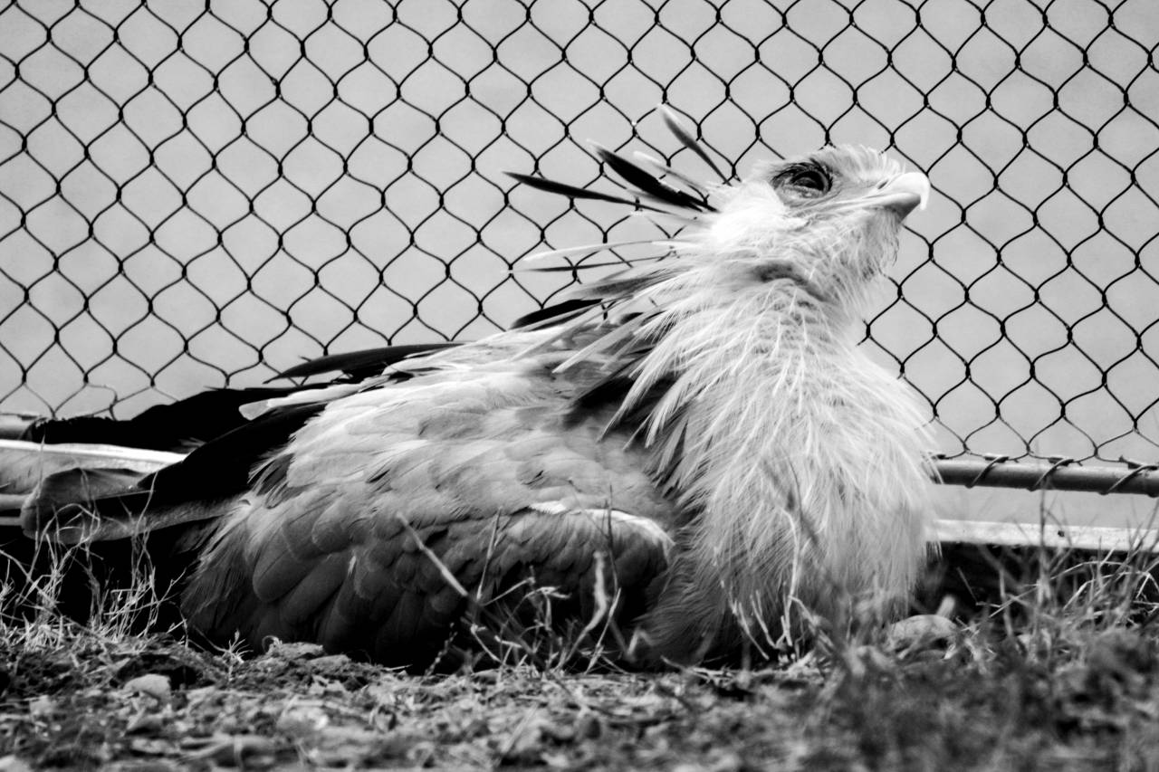   animal portrait  avian  beak  bird  cage  — free black and white photo