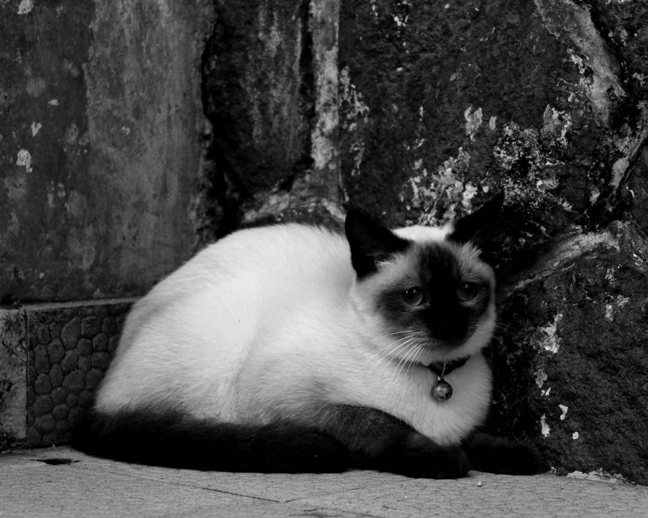   animal portrait  cat face  close up  — free black and white photo