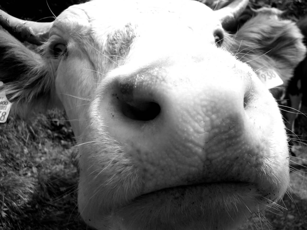   animal  portrait  cow  fauna  close up  face  — free black and white photo