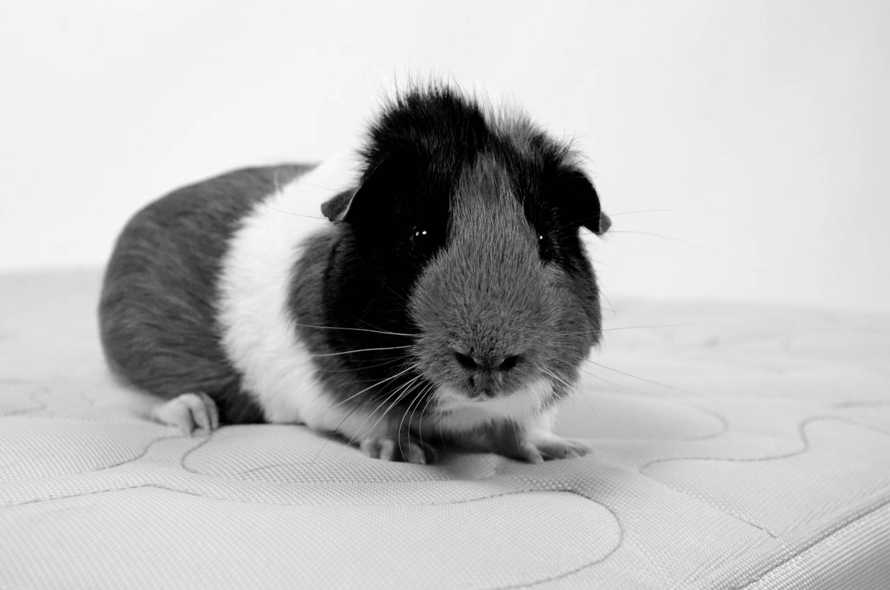   animal  portrait  mammal  rodent  fauna  — free black and white photo