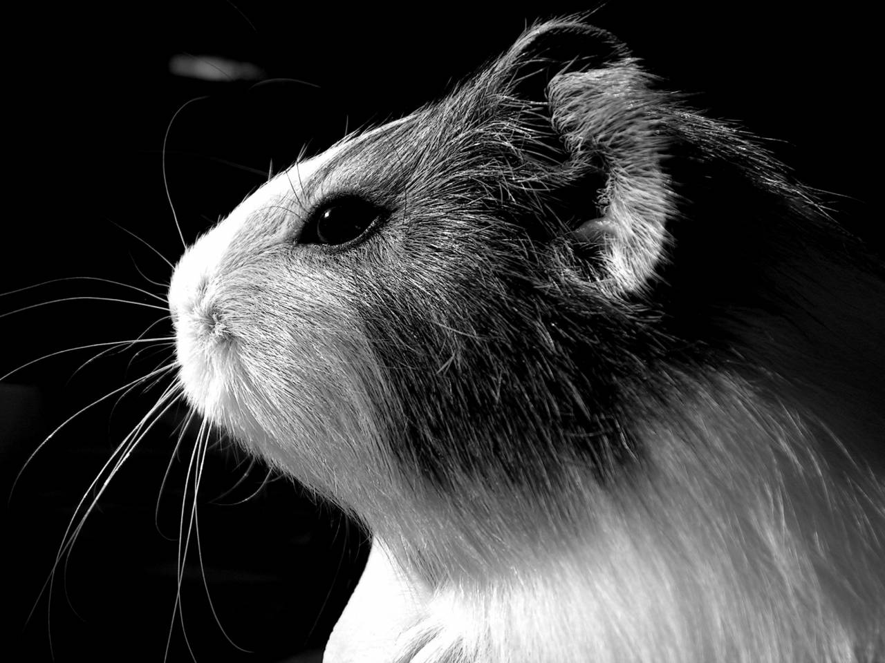   animal  portrait  mammal  rodent  guinea pig  — free black and white photo