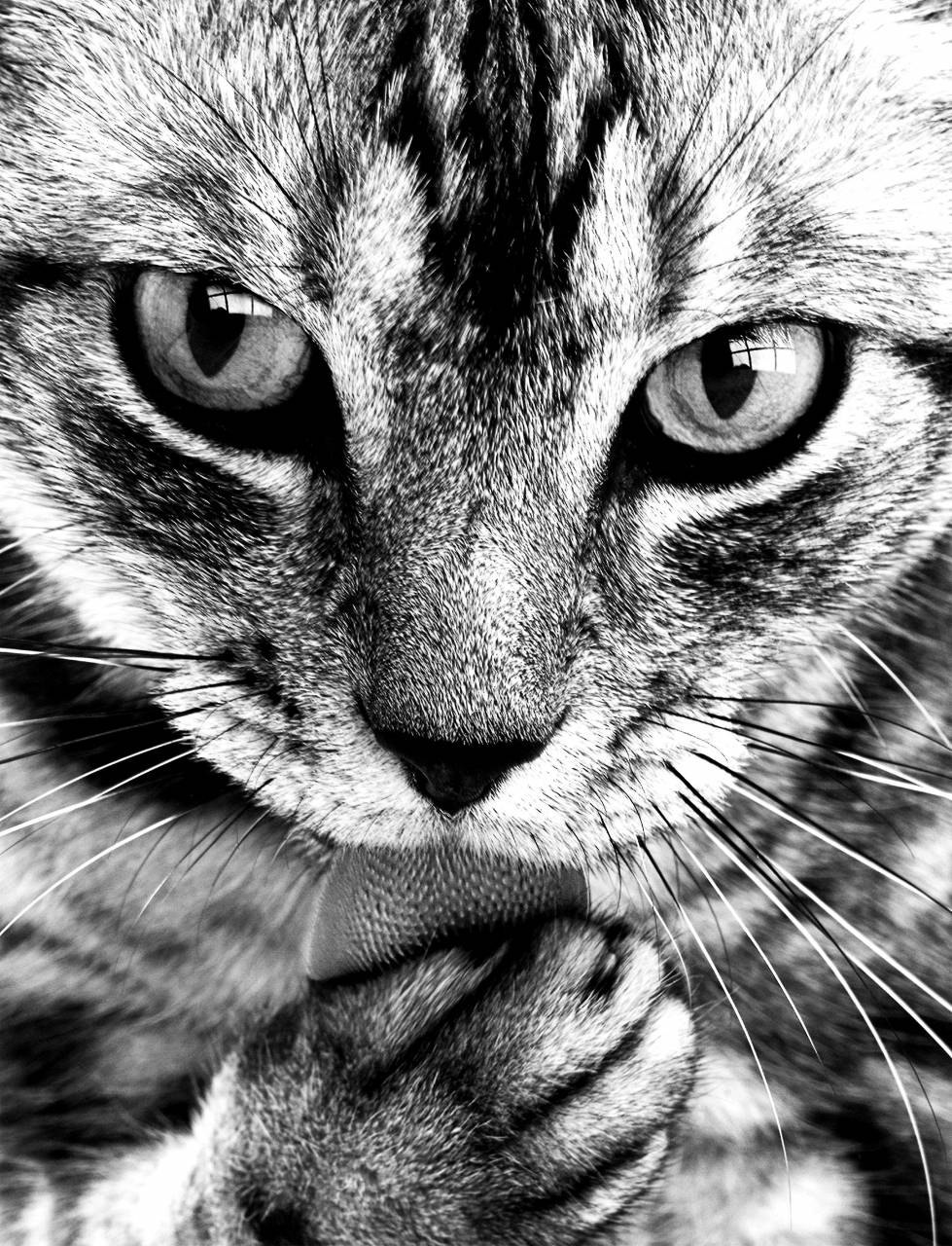   black and white  animal  cute  pet  portrait  — free black and white photo
