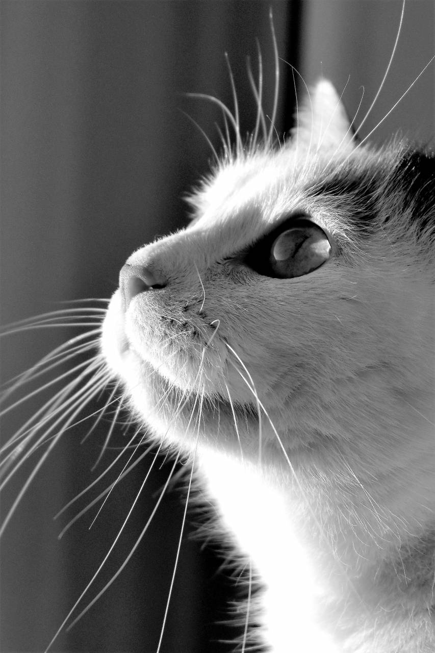   black and white  animal  pet  fur  portrait  — free black and white photo