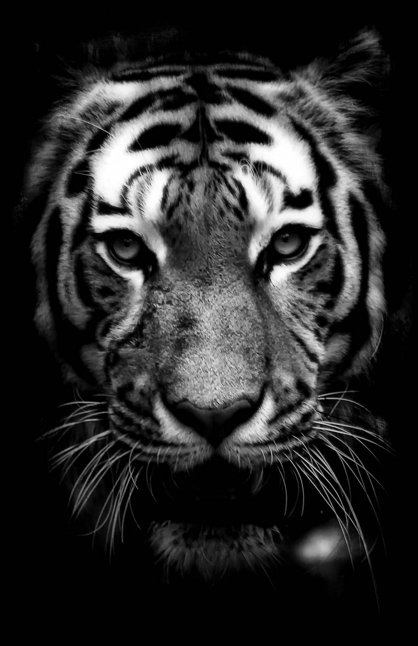   black and white  canine  wildlife  zoo  fur  — free black and white photo