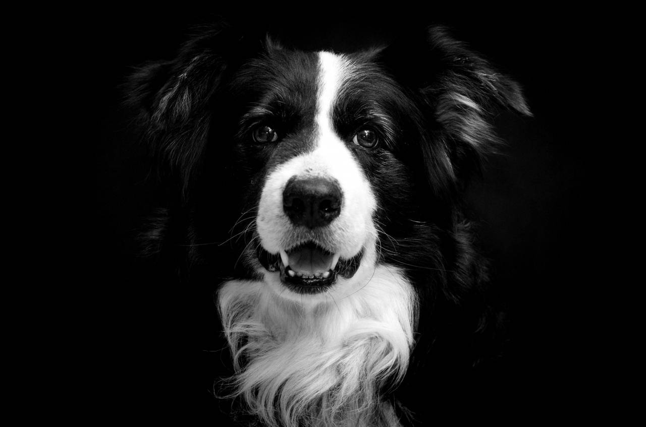   black and white  cute  canine  looking  pet  — free black and white photo