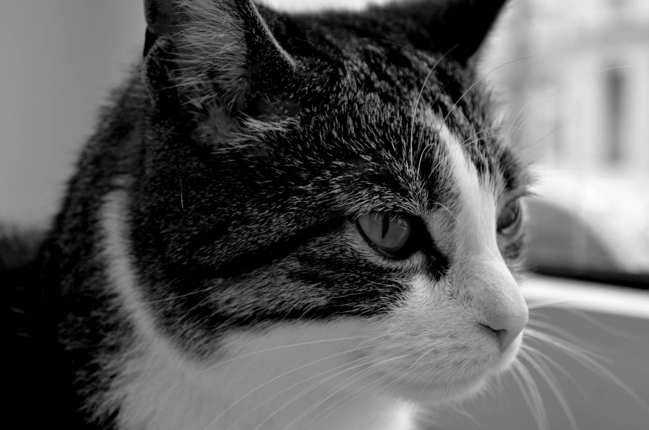   black and white  cute  pet  close up  nose  — free black and white photo