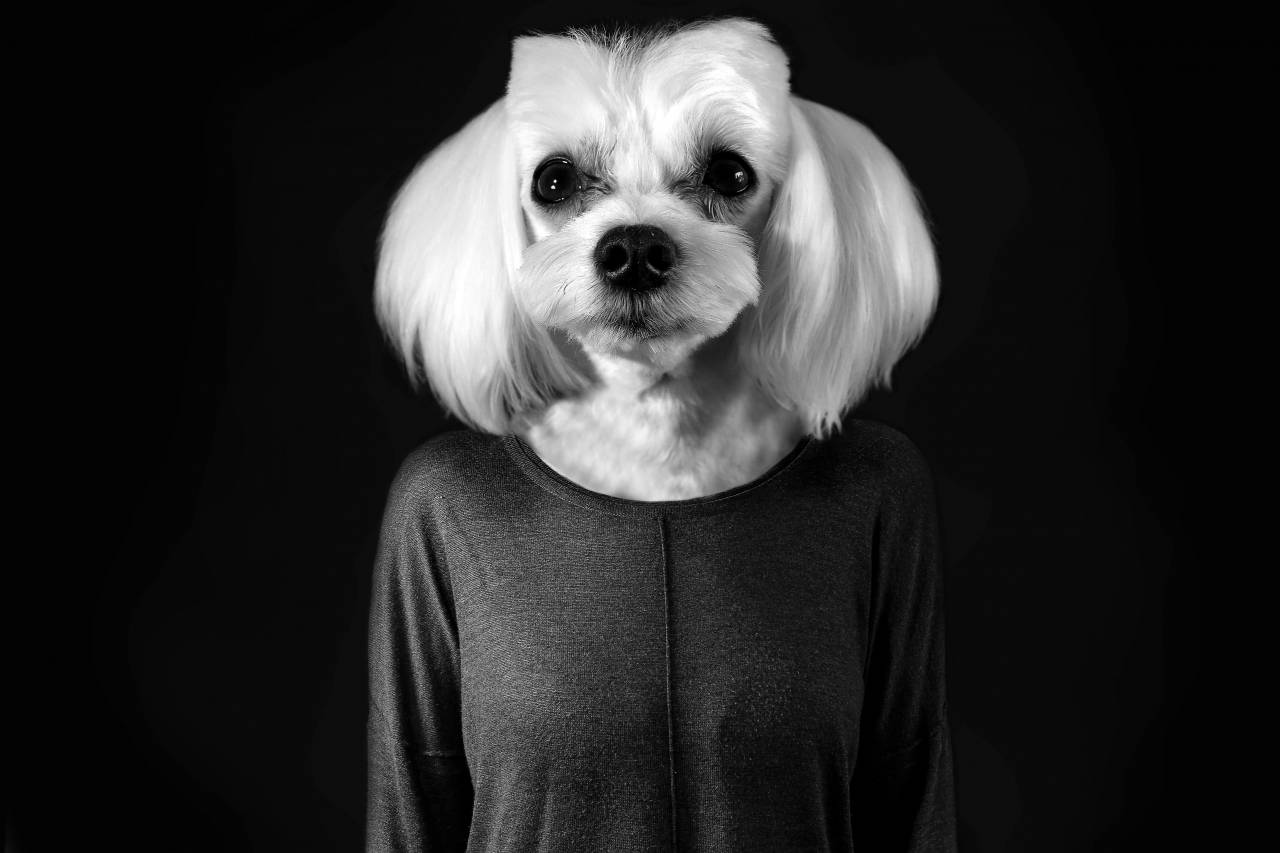  black and white  cute  pet  pets  animals  — free black and white photo