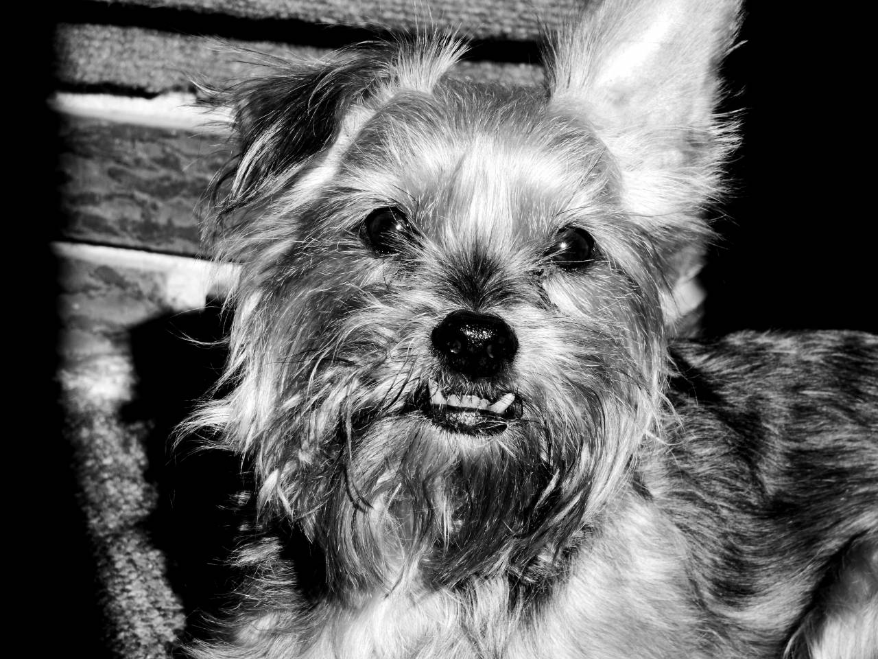   black and white  hair  animal  cute  canine  — free black and white photo