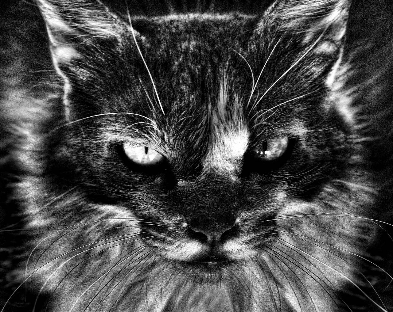   black and white  kitten  feline  black white  — free black and white photo