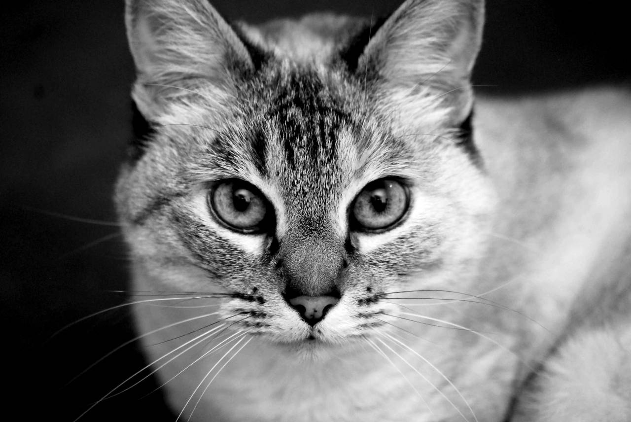   black and white  pet  portrait  kitten  — free black and white photo