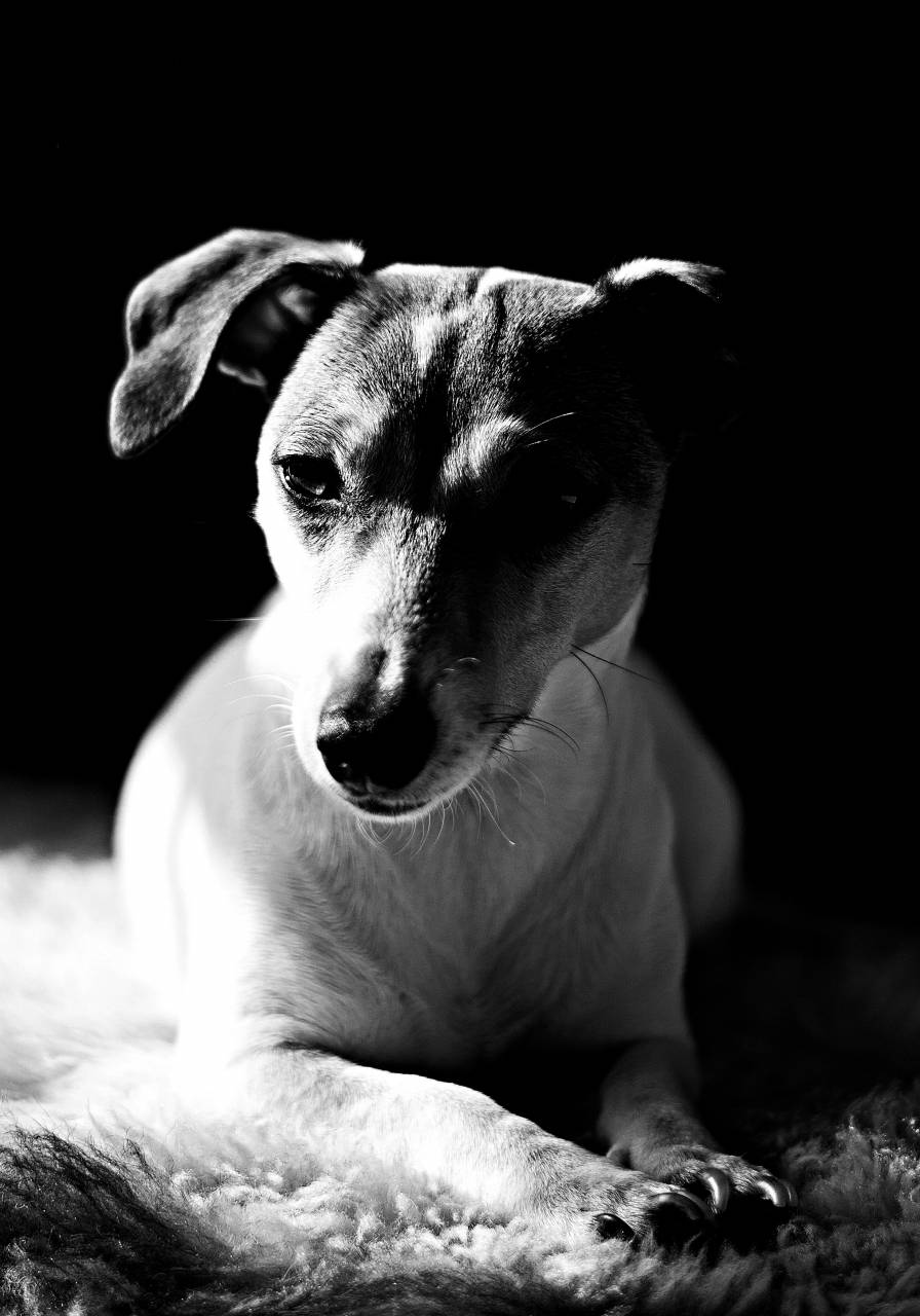   black and white  puppy  hound  close up  — free black and white photo