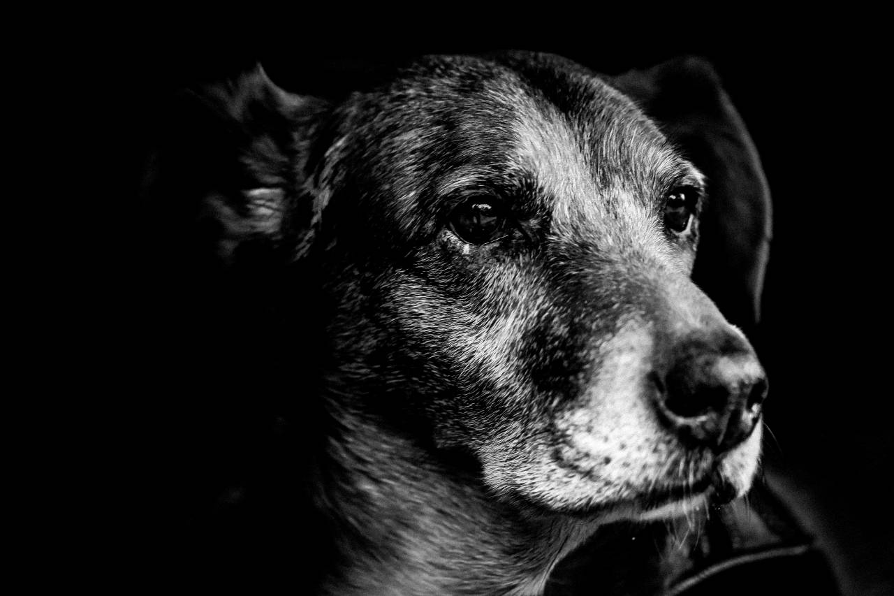   black and white  puppy  pet  fur  portrait  — free black and white photo