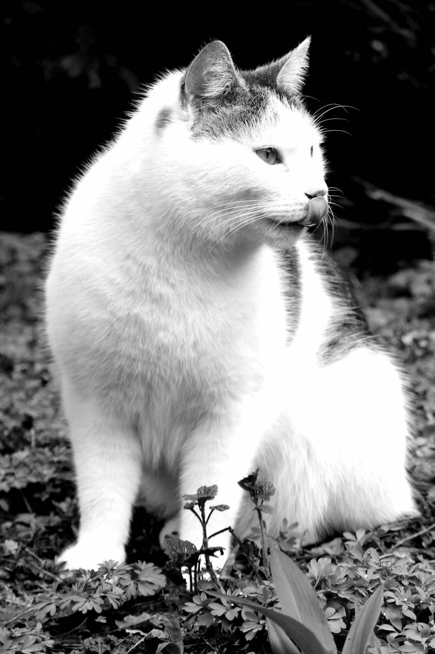   black and white  sweet  animal  pet  fur  — free black and white photo