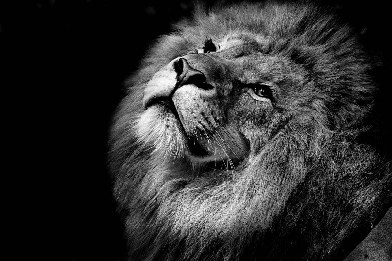   black and white  zoo  africa  feline  fauna  — free black and white photo
