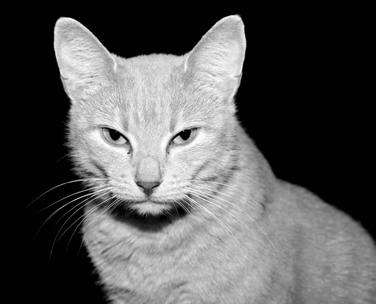   cute  female  pet  fauna  close up  nose  — free black and white photo