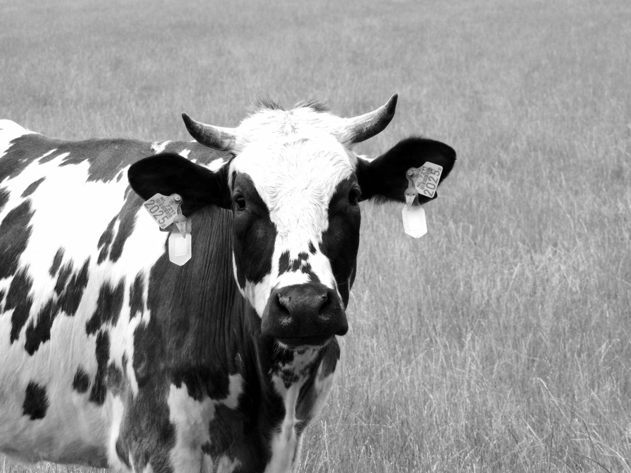   grass  field  meadow  animal  horn  pet  — free black and white photo