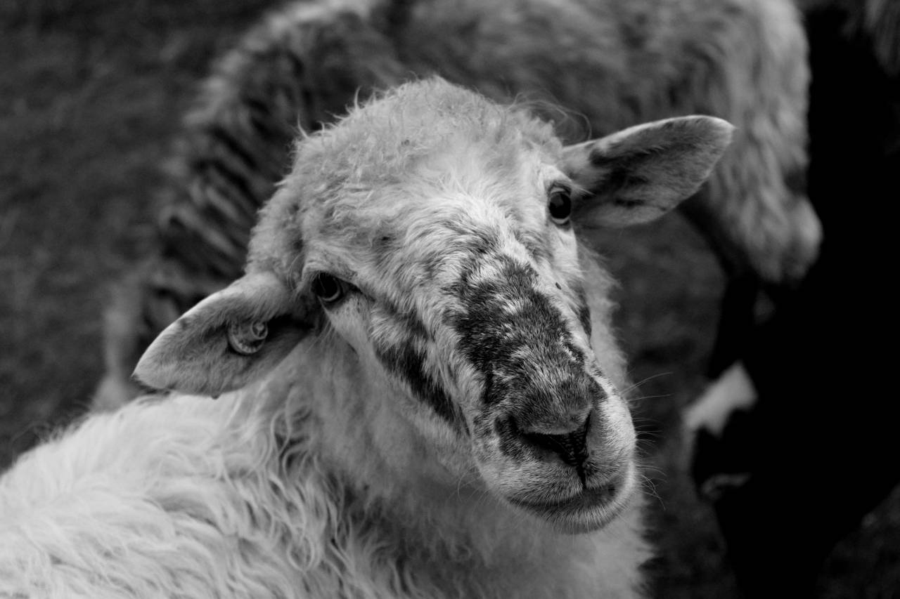   meadow  view  animal  portrait  pasture  — free black and white photo