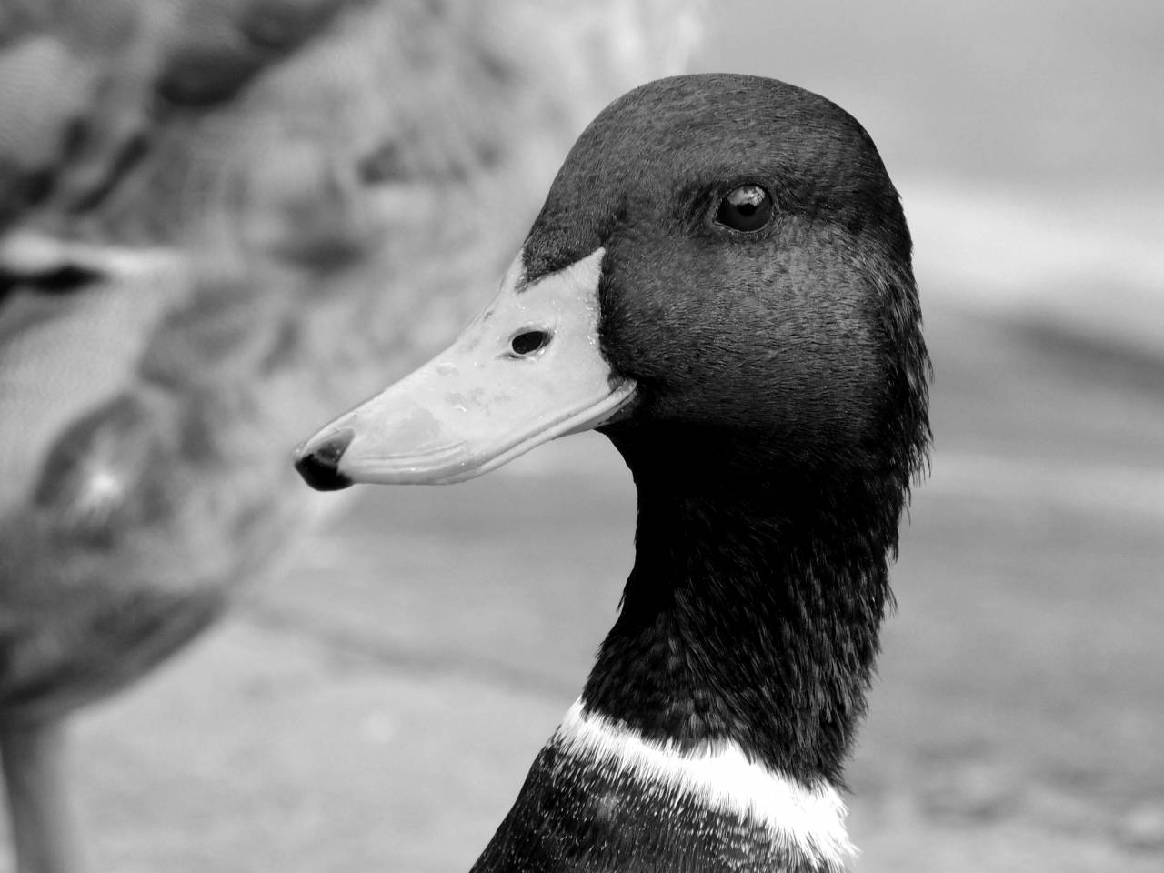  nature  animal  wildlife  portrait  beak  — free black and white photo