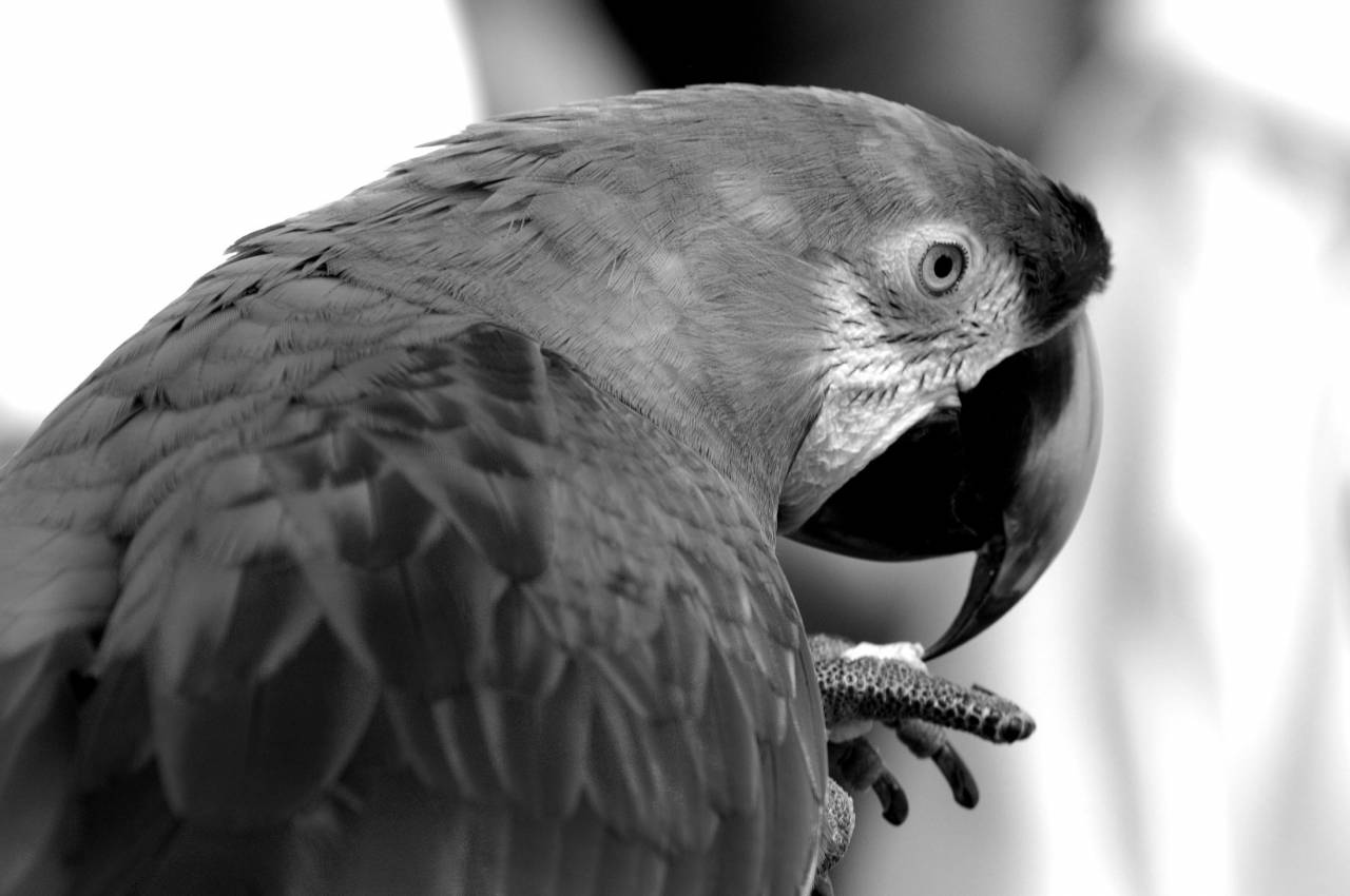   nature  bird  wing  profile  portrait  beak  — free black and white photo