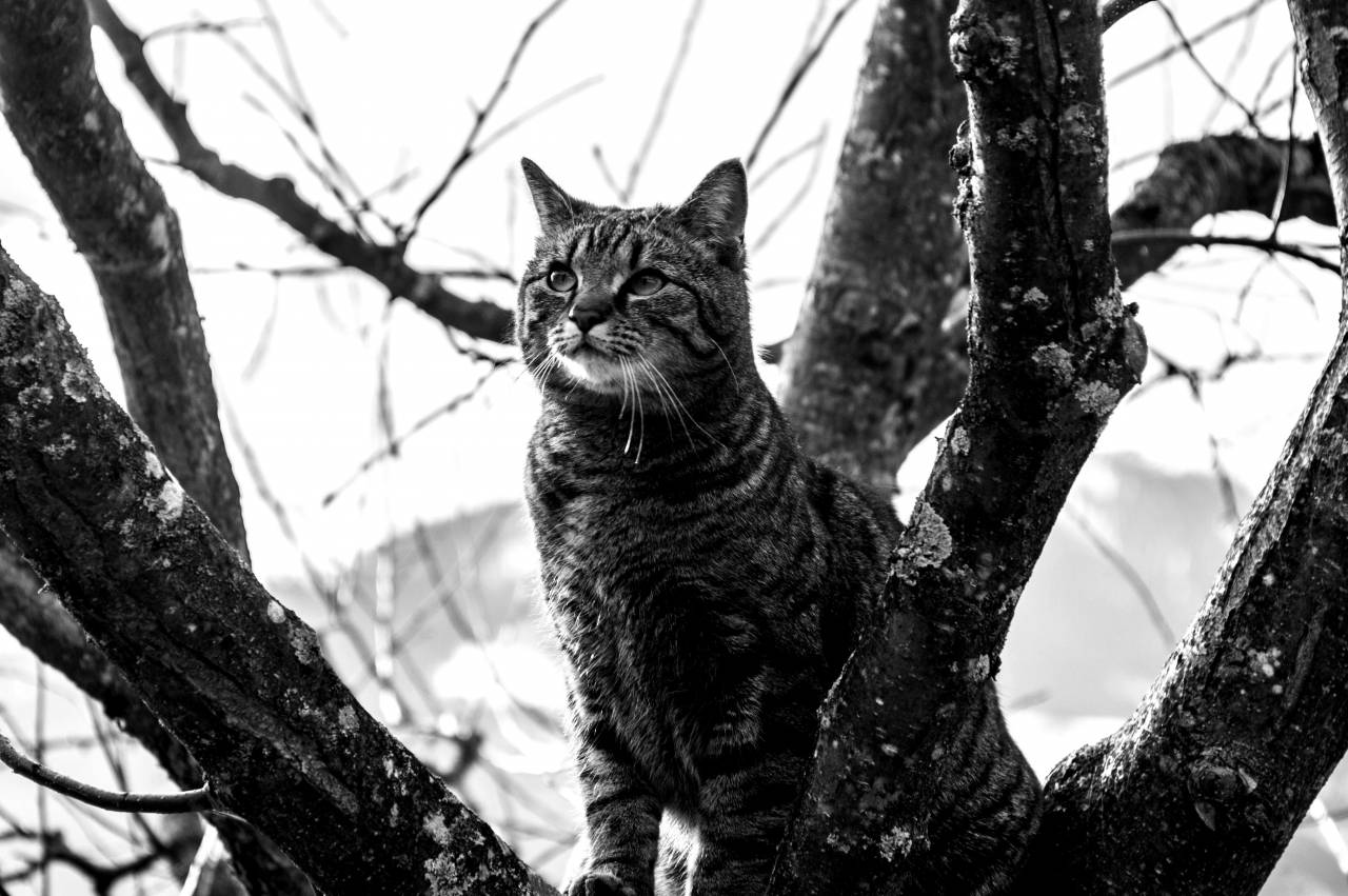   nature  branch  snow  winter  wildlife  pet  — free black and white photo