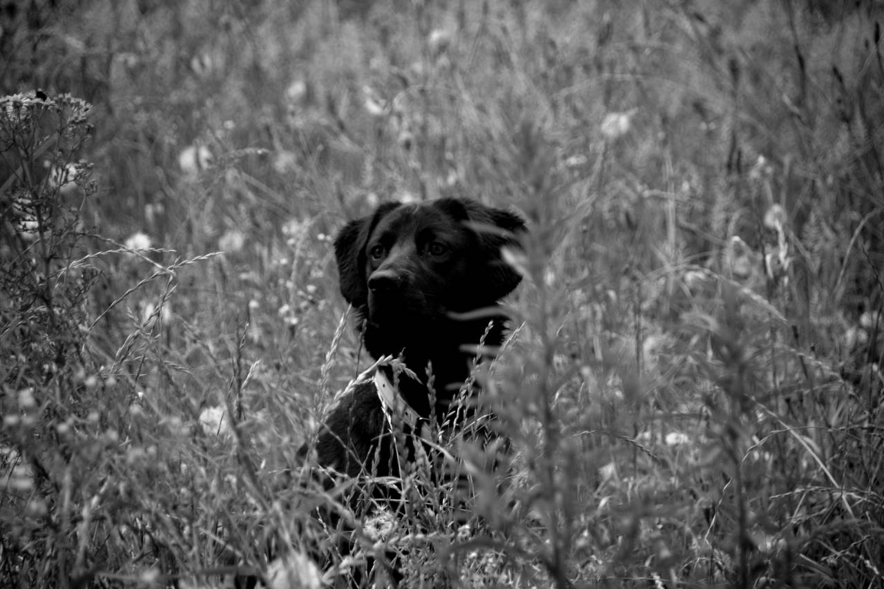  nature  grass  black and white  domestic  — free black and white photo