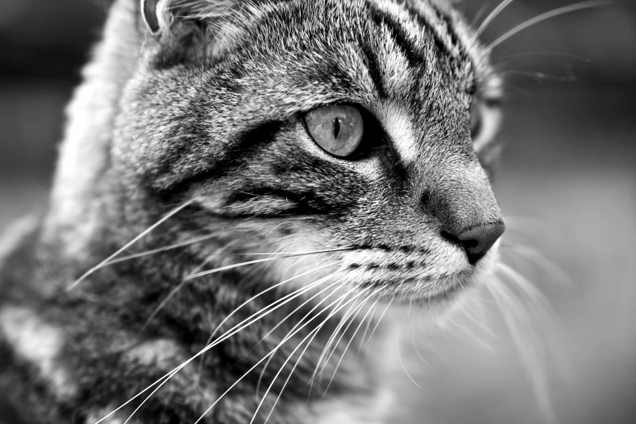   nature  hair  cute  pet  fur  fauna  close  — free black and white photo