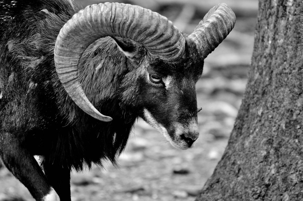   nature  male  wildlife  horn  fauna  close  — free black and white photo
