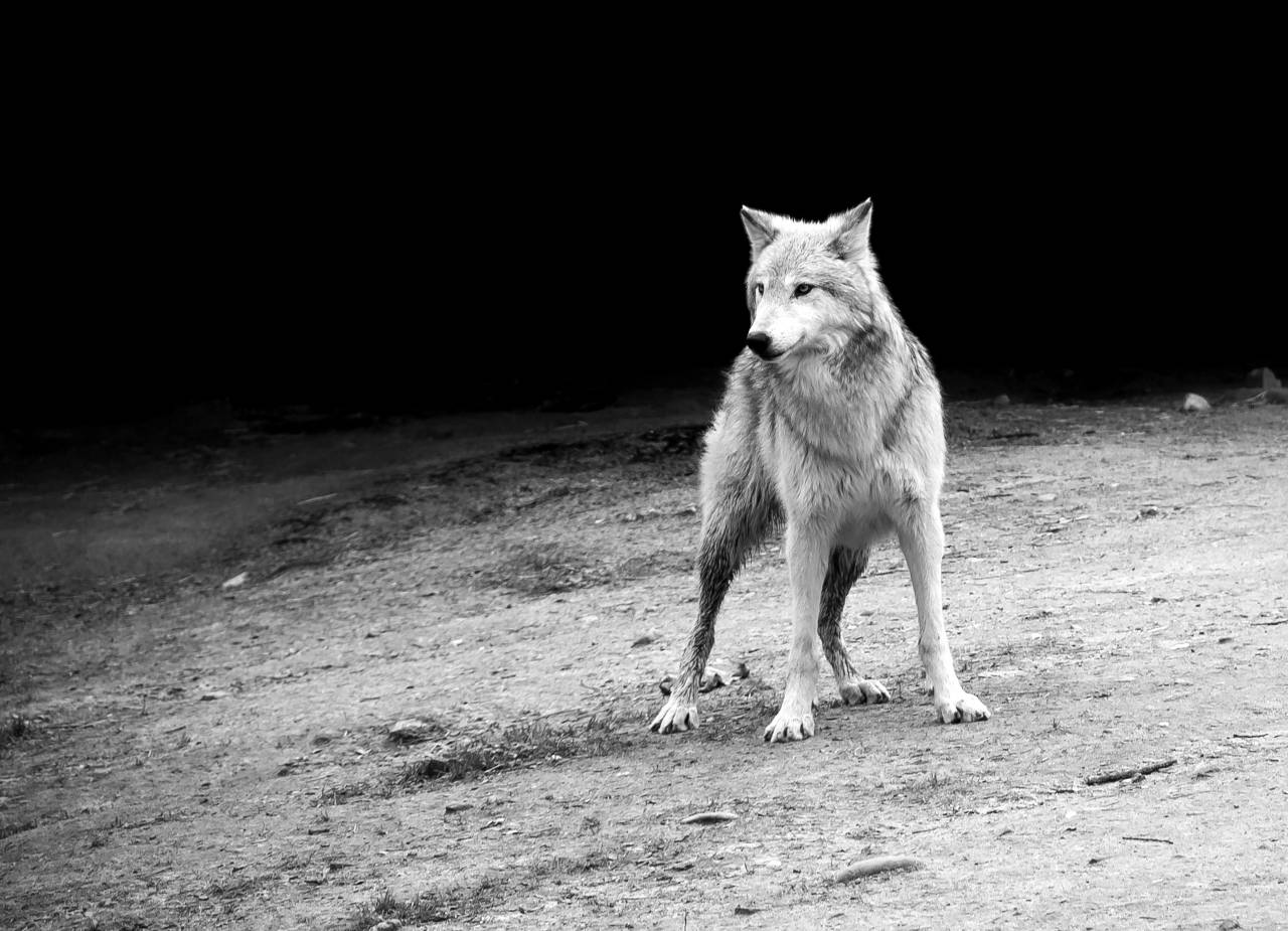   nature  white  wildlife  zoo  wolf  grey  — free black and white photo