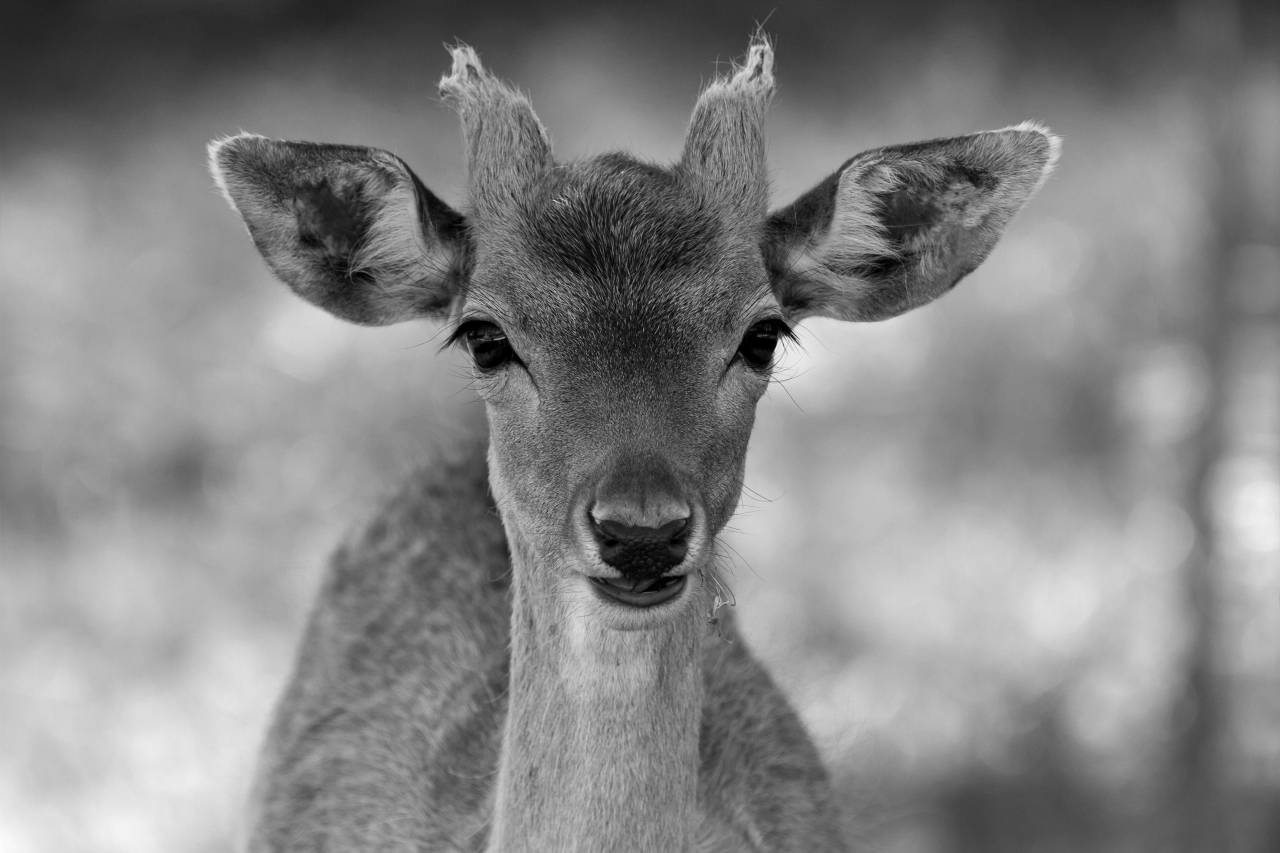   nature  wildlife  mammal  fauna  wild animal  — free black and white photo