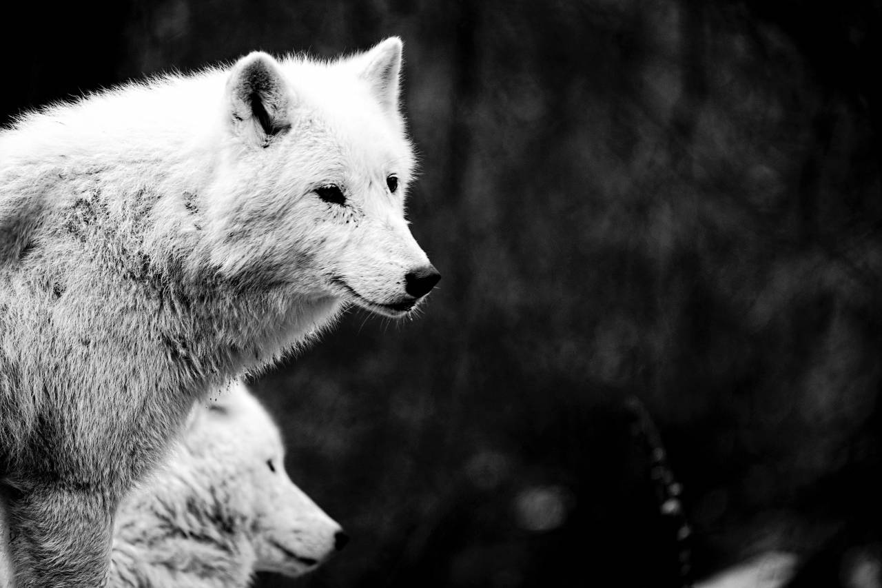   nature  wildlife  wolf  fauna  mammals  — free black and white photo